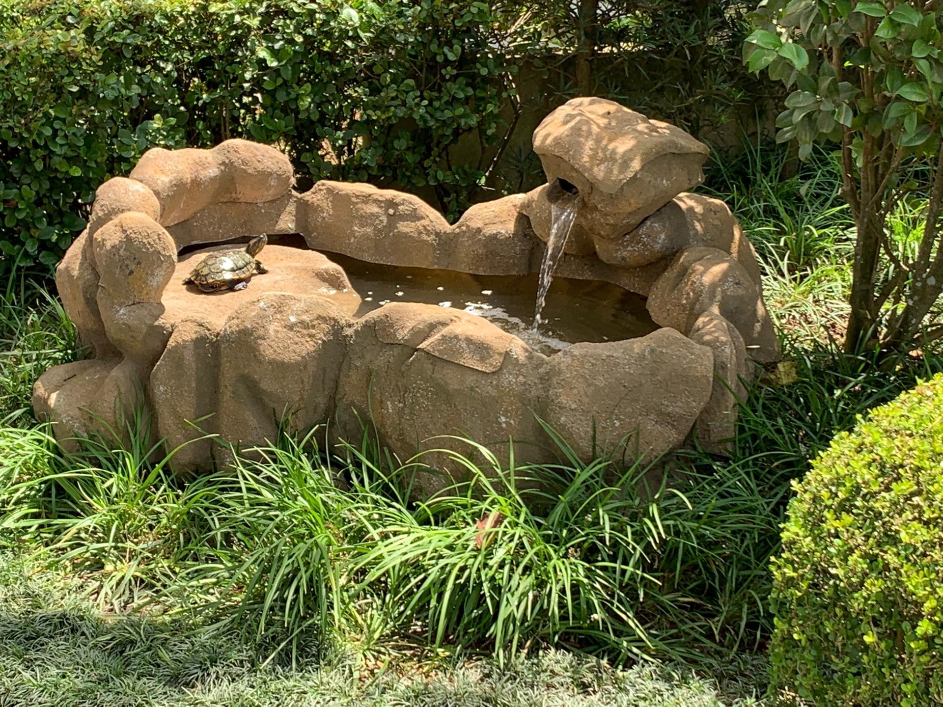 Lago Luz Especial para Tartarugas — detalhe